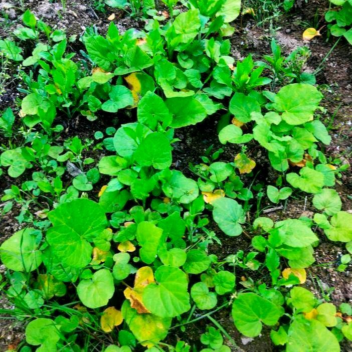 农副产品及中药材