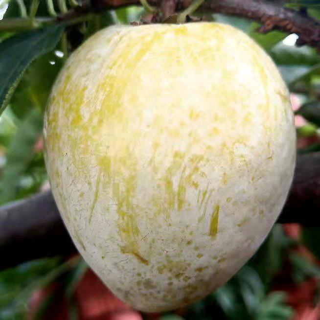 李红英兆丰农场果园