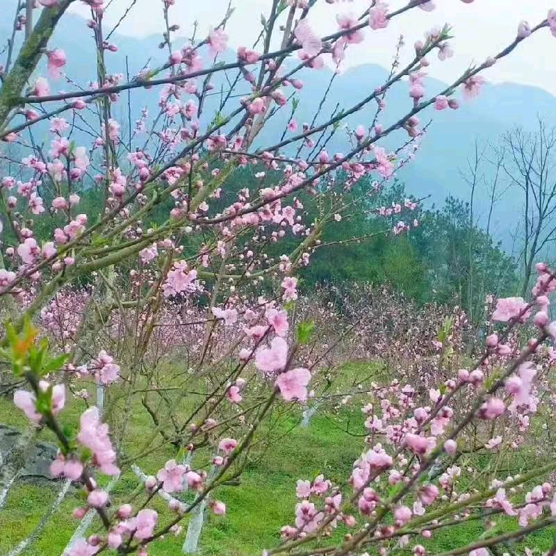 阿福
