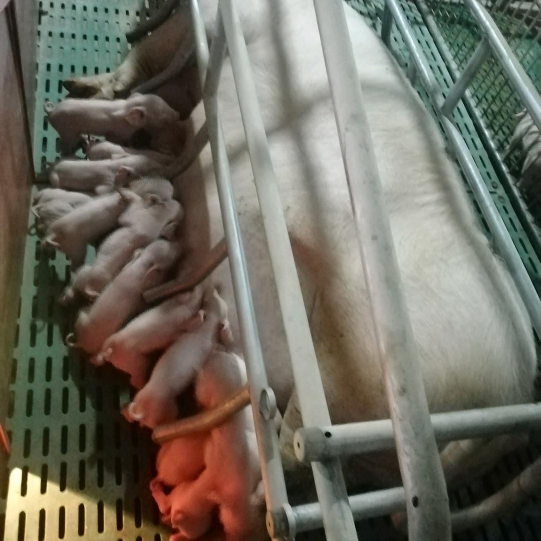 云南养猪人