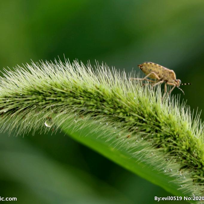 @屋顶上的狗尾草
