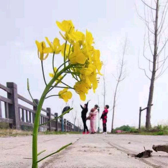 梦喊我老佛爷