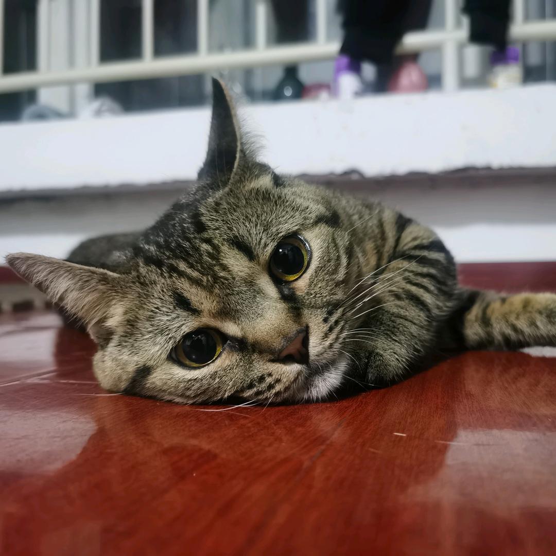 我的猫叫瓜子儿
