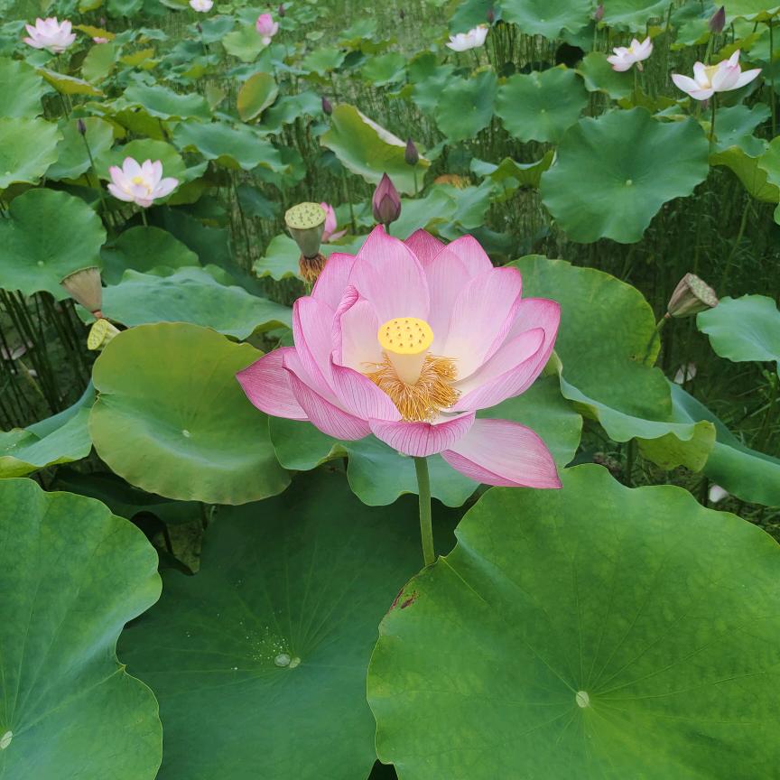 莫龙