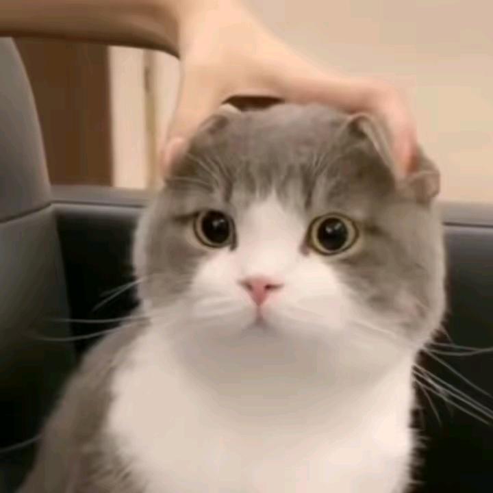 落羽