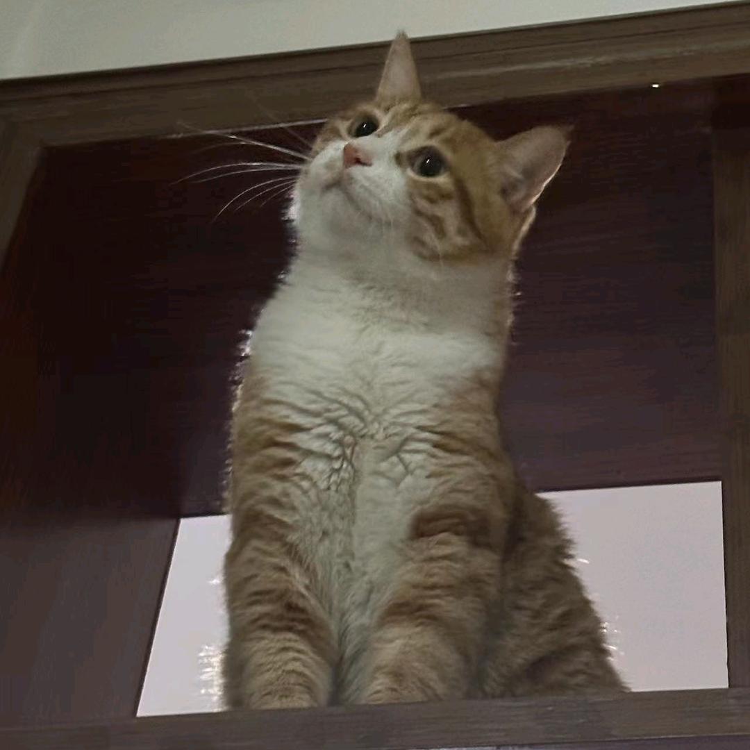 金豆豆真的很乖