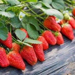 佳妮草莓采摘园