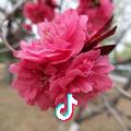 春暖花开