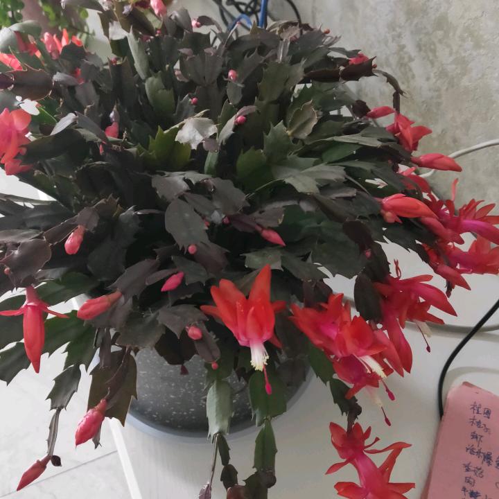 清风徐来
