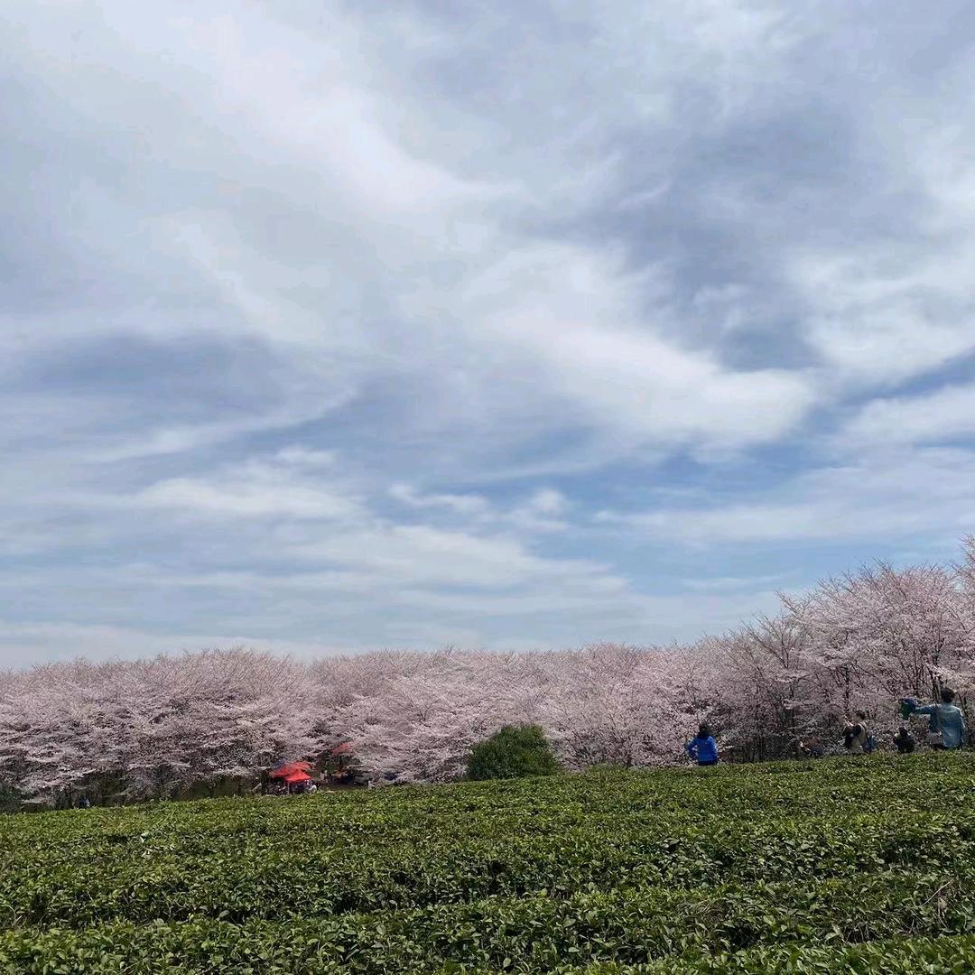 花儿开了🌸