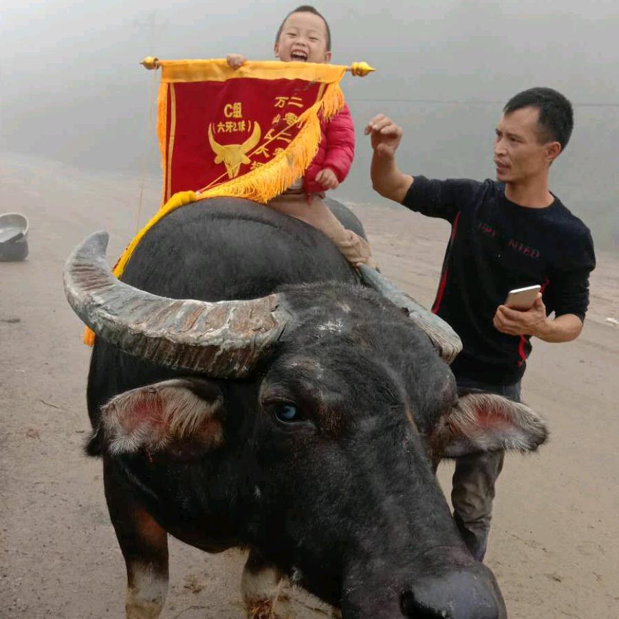 陆陆变成斗牛人