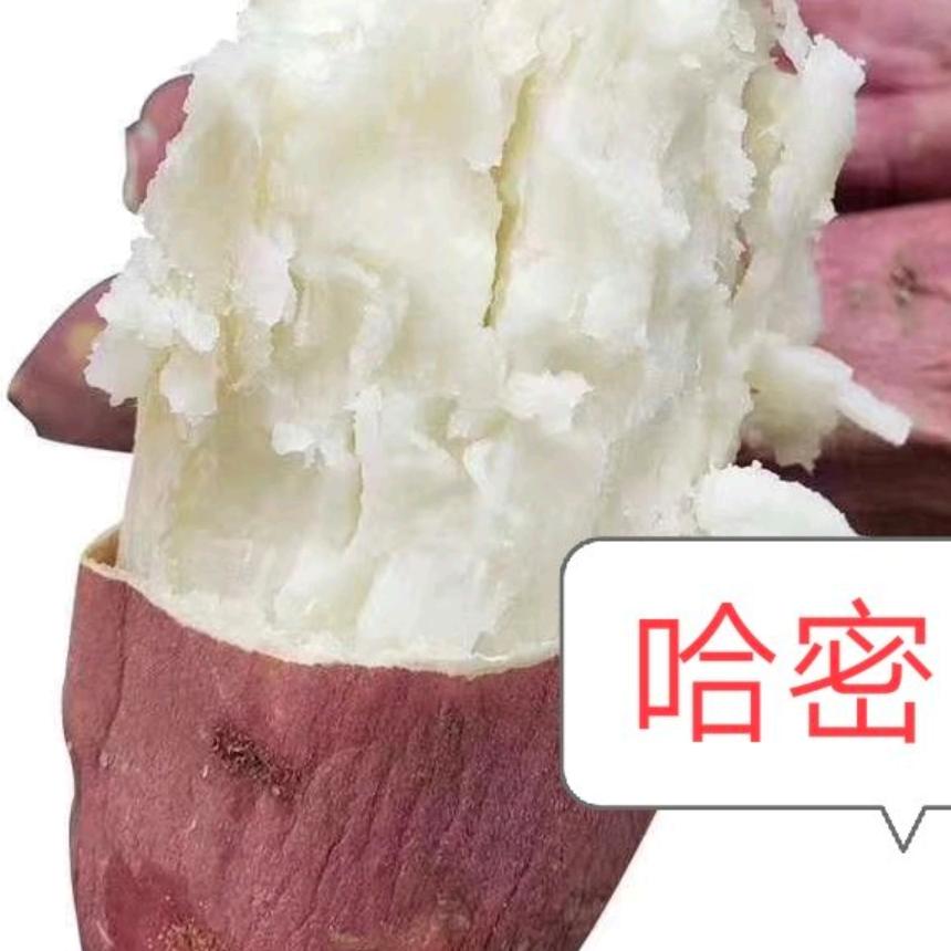 红薯一哥