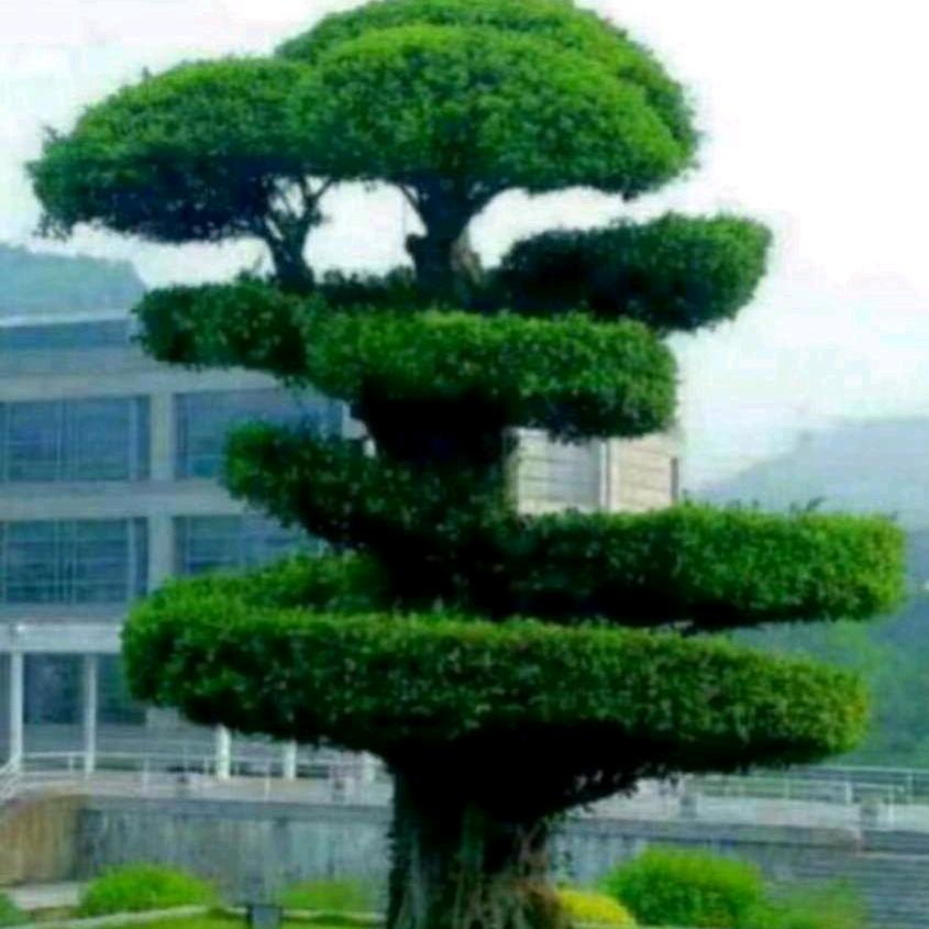 实现愿望👫👫