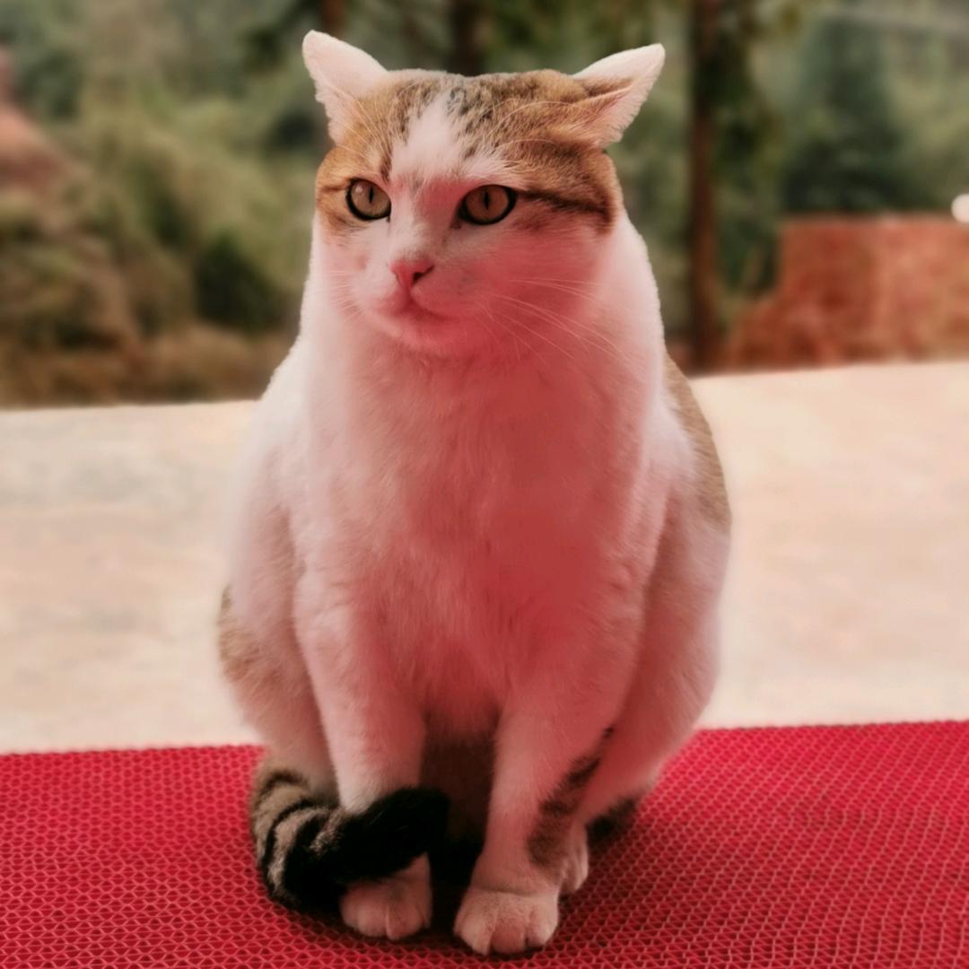 偷鱼喵喵喵 大肥和老王