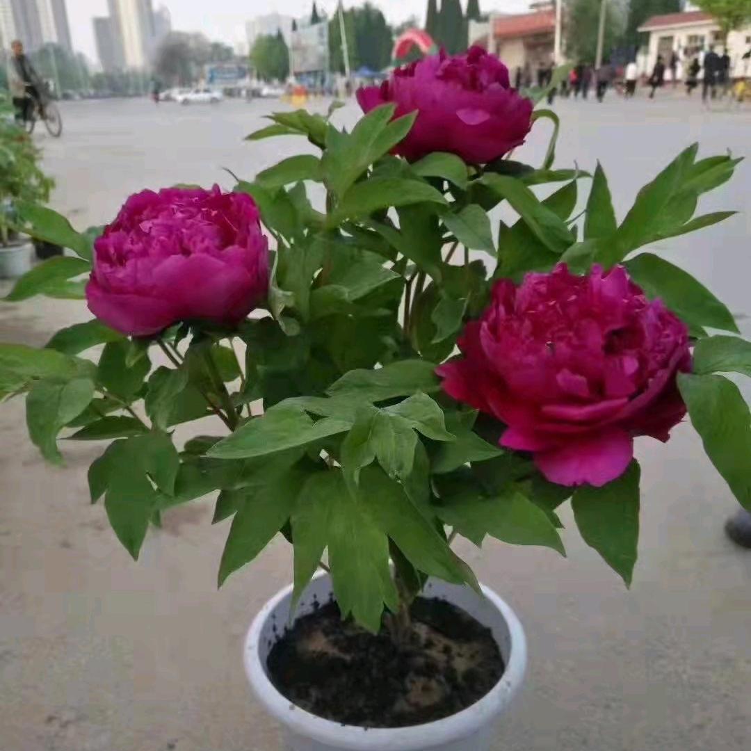 菏泽信誉牡丹芍药种植