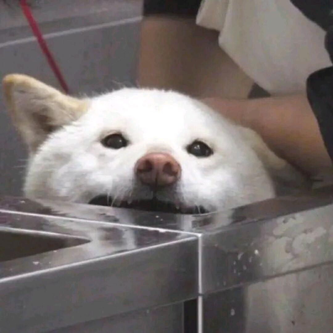 铁狗