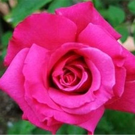 玫瑰镇刘芹