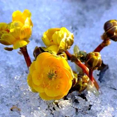 冰凌花用户9061337539561