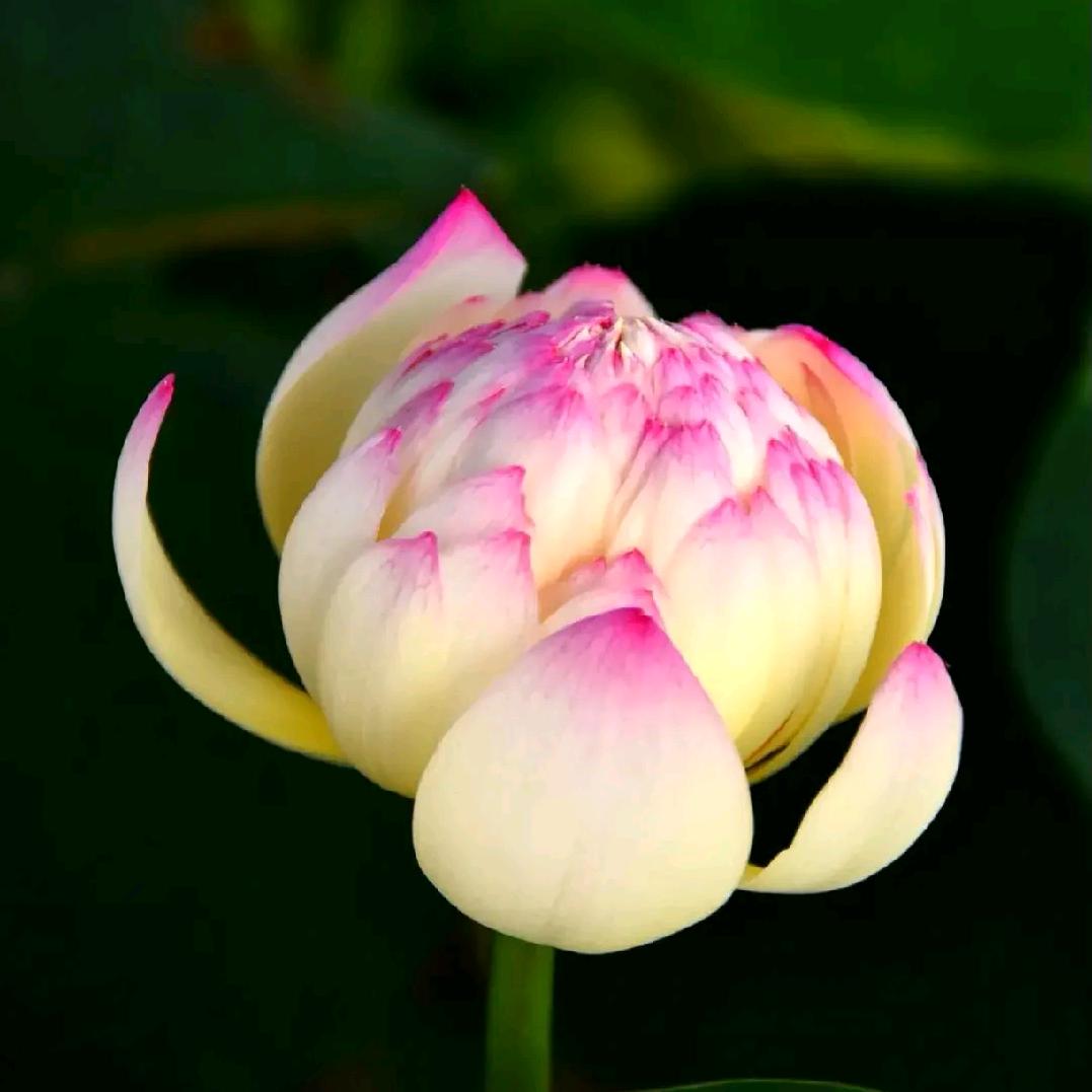 菩提心🙏🙏🙏