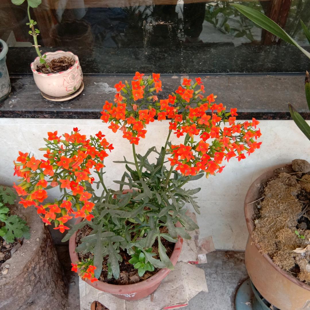 悦悦