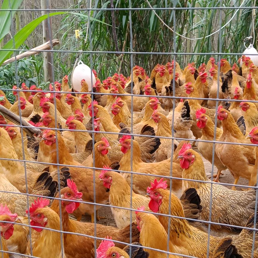 ＃顺航生态养鸡场！