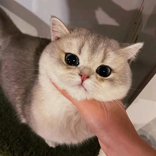 蜜桃悠悠