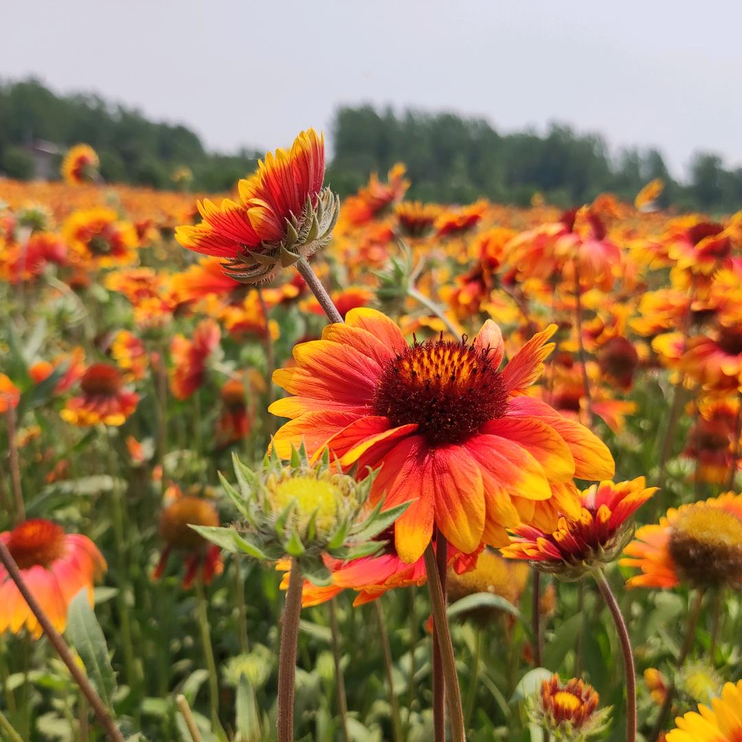 ℳঞᩚ缘ꦿ来不懂爱 ໌້ᮨ꧔ꦿ᭄