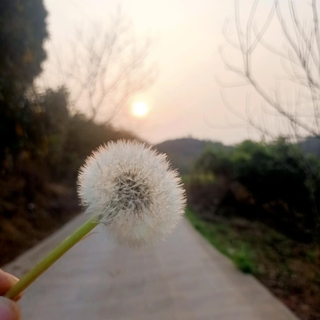 饼饼儿