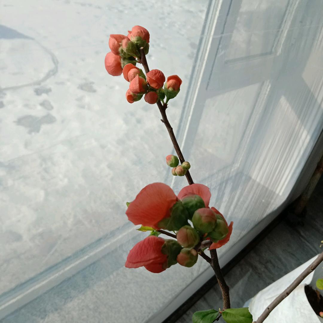 a 福运 幽芳谷