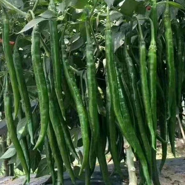 安徽省煜丰种业