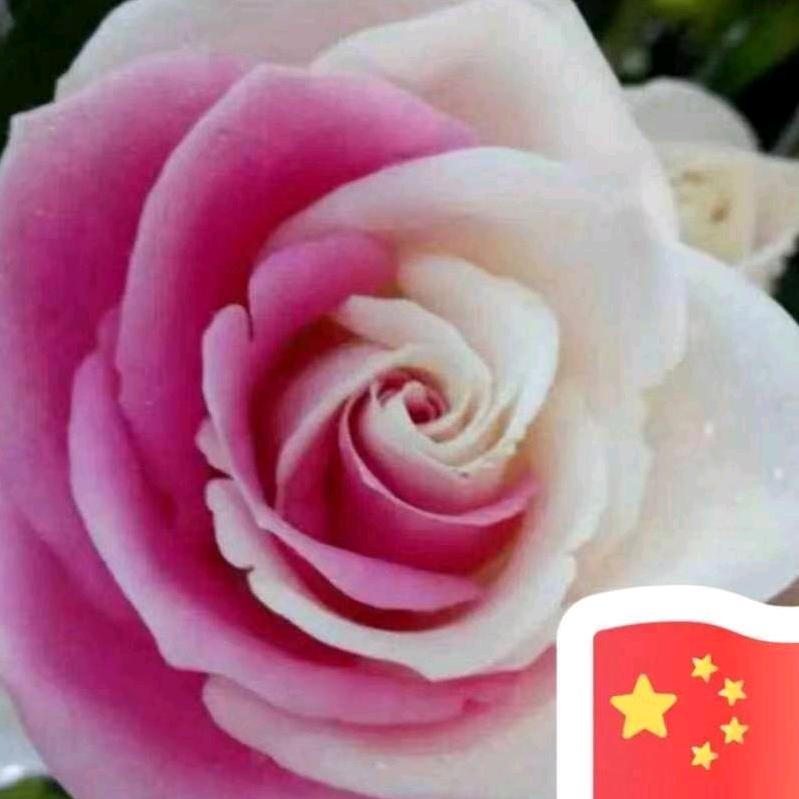 青春玫瑰🌹