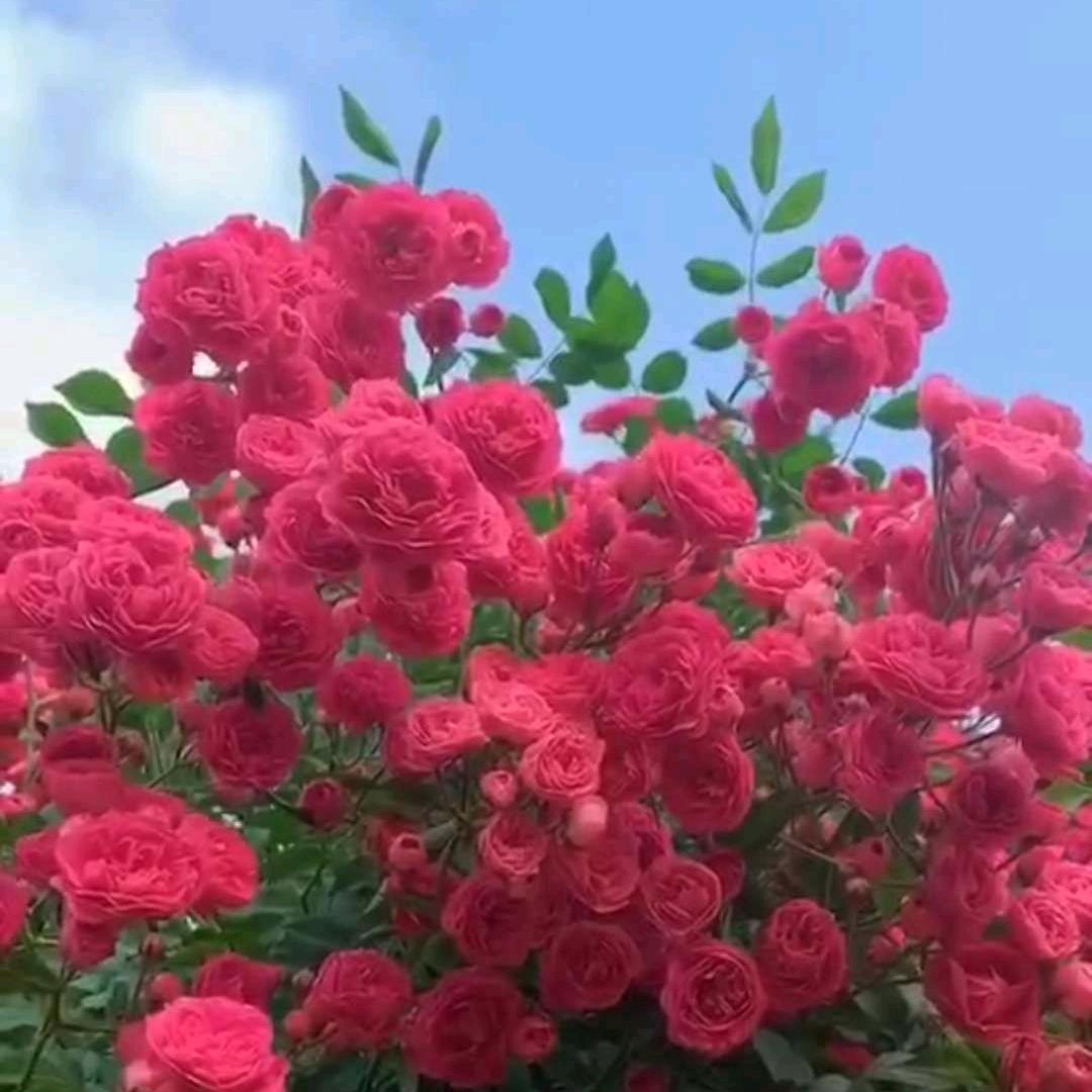 枣枣