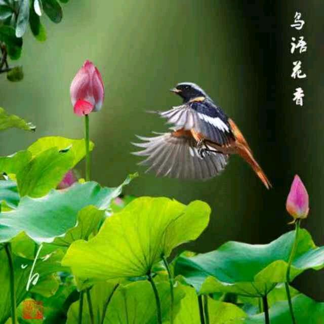 美丽之花
