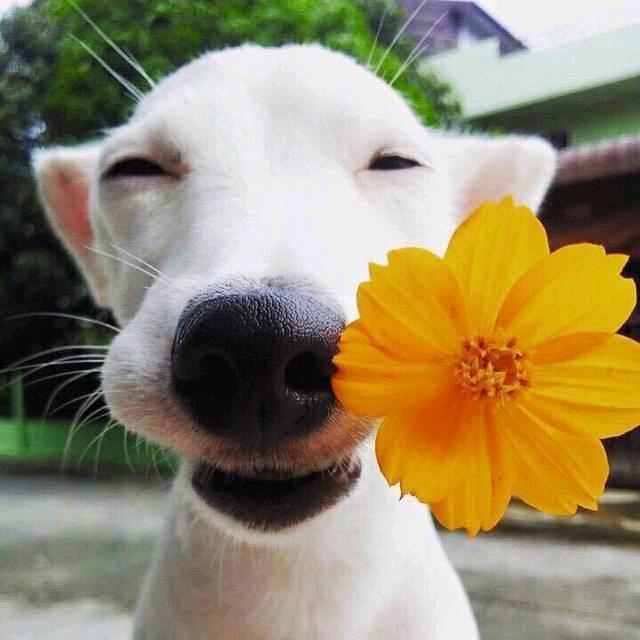 搞笑小稼