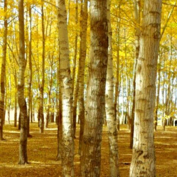 白桦林