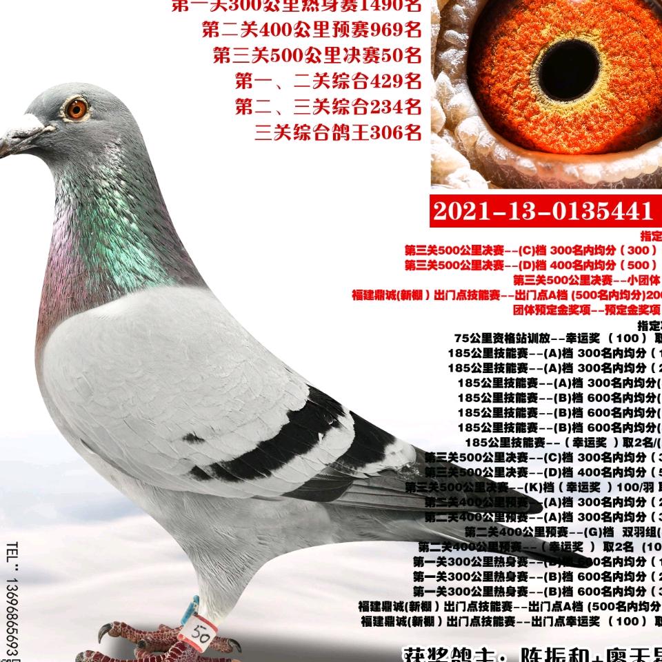 粟仁百货店奇林鸽舍养殖