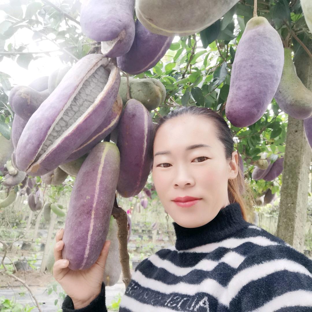 广西资源少籽八月瓜（乡村守护者）新农人