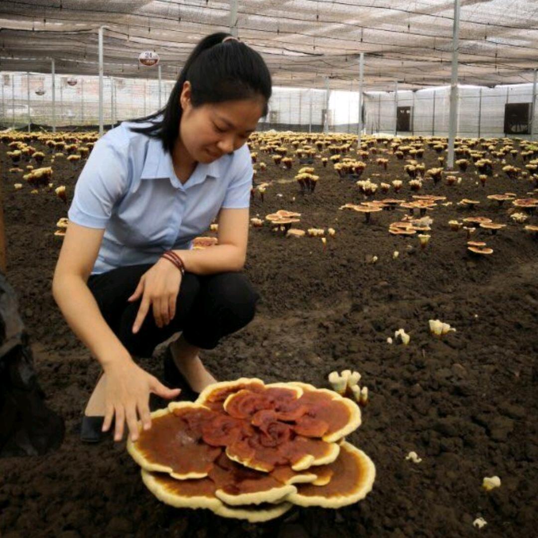 芝友余大鱼