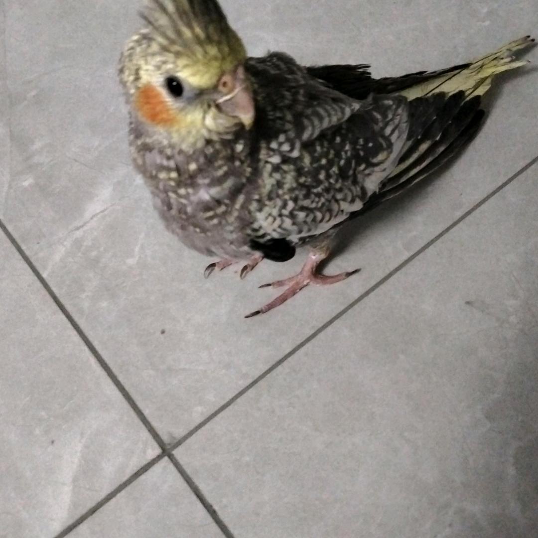 王小妍