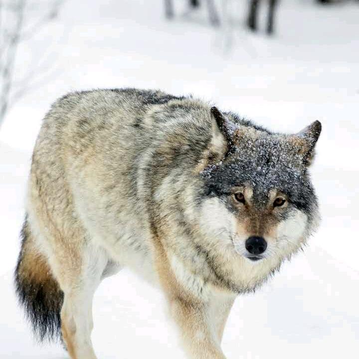 孤独的野狼