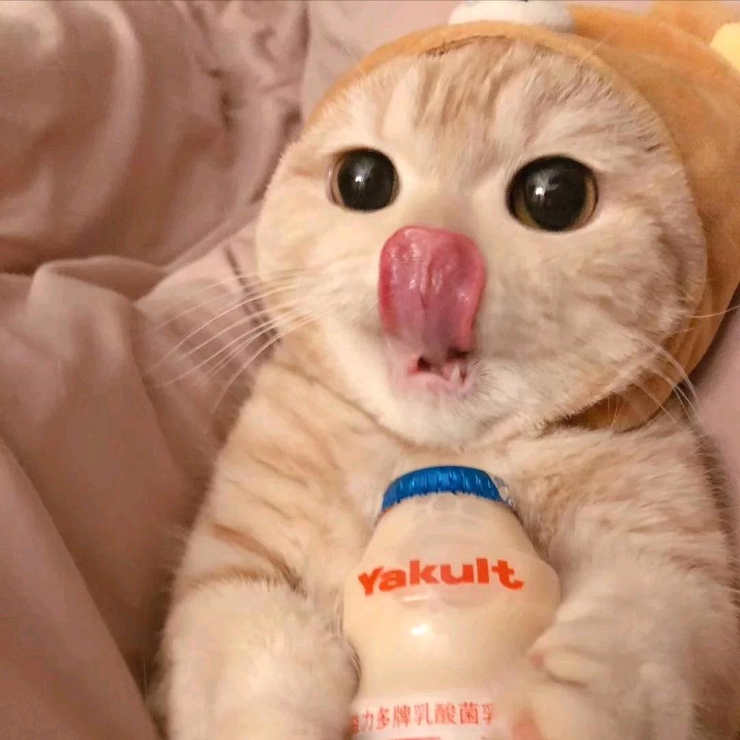 两只桃桃熊