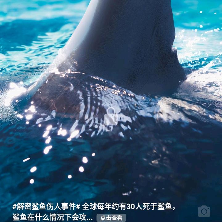 喵喵王