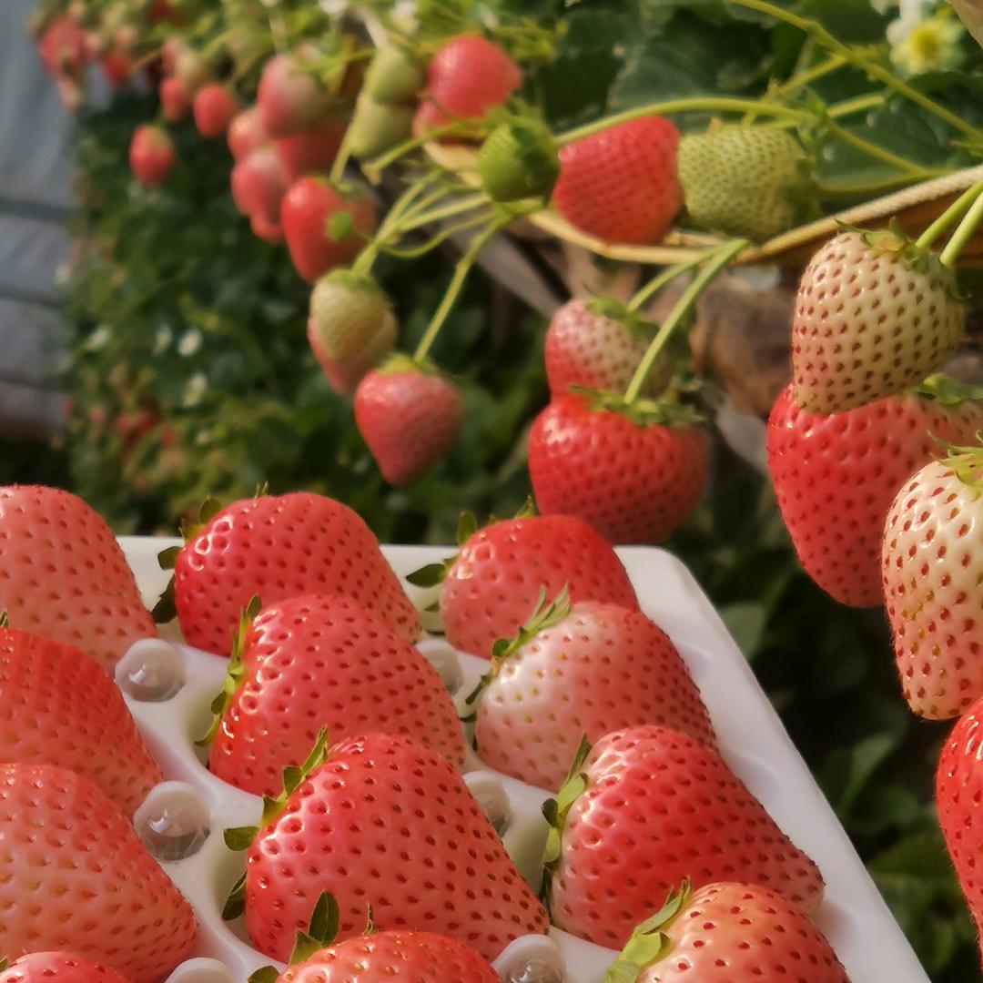 高山草莓🍓育苗基地，夏都草莓🍓采摘园