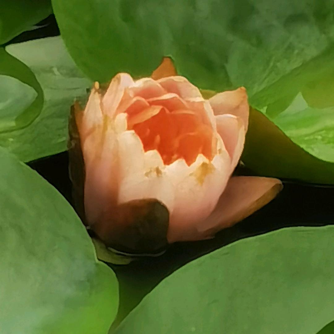 沙洲优黄