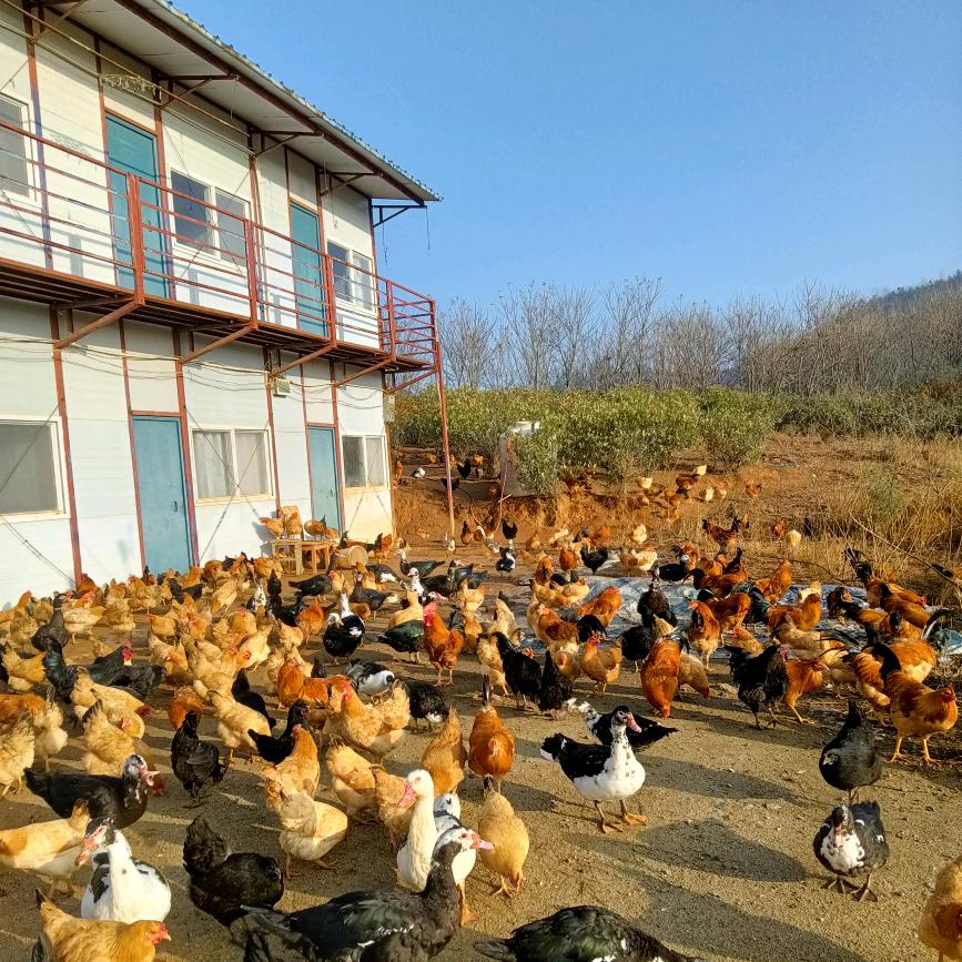 都昌汪墩迪萍生态家庭农场,