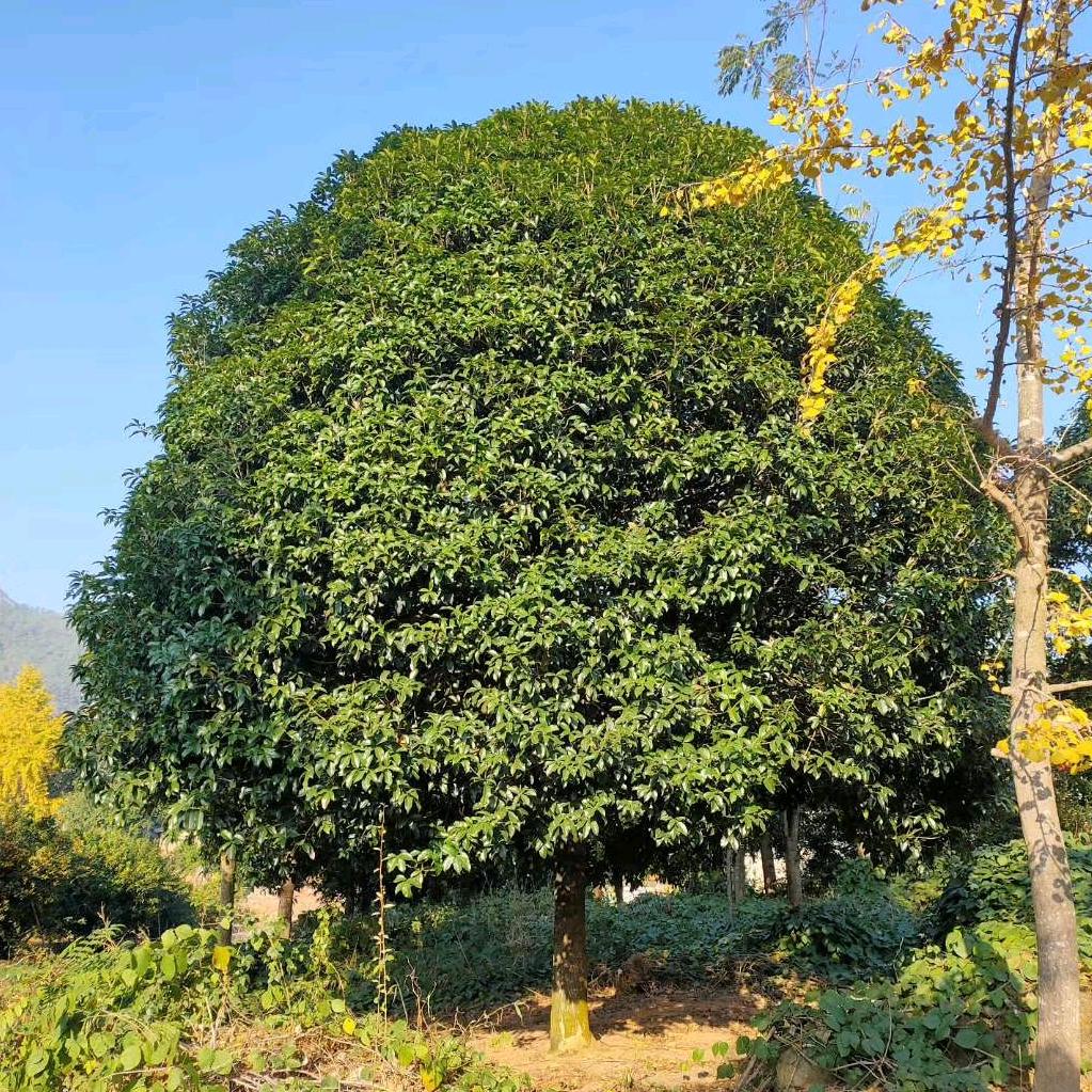 桂香天下苗木场