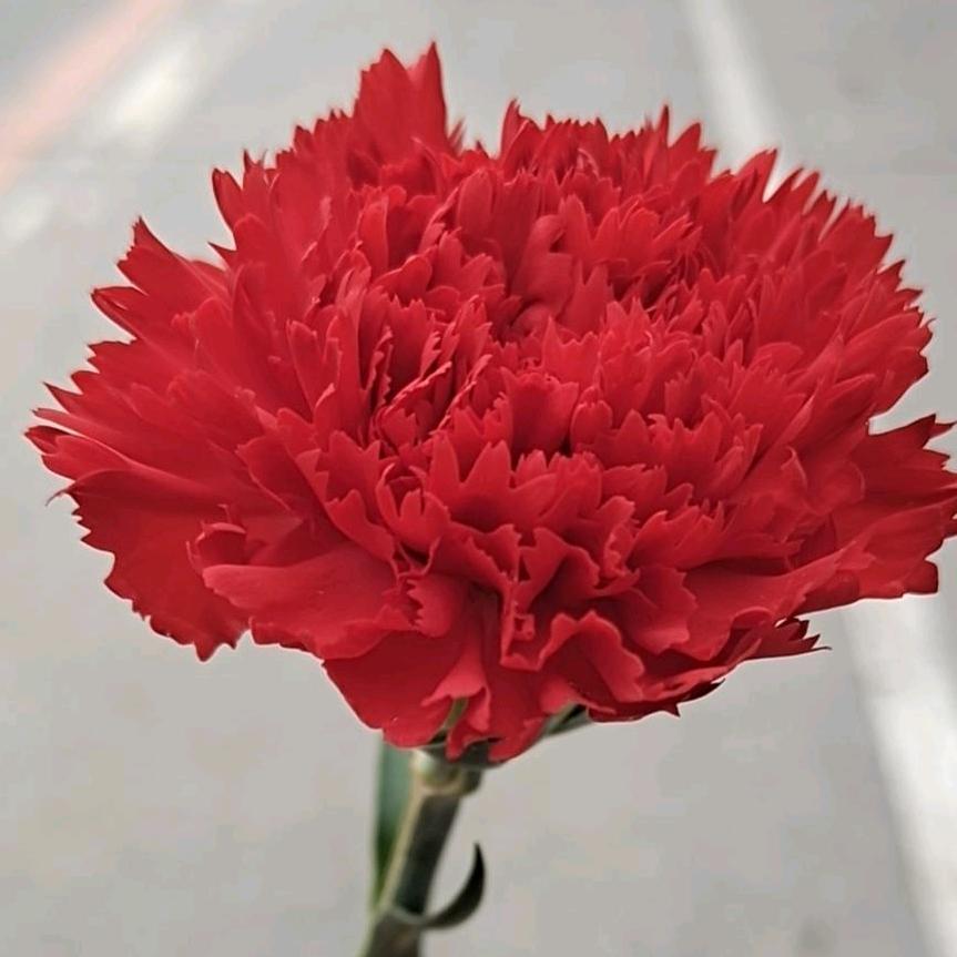 沫花紫