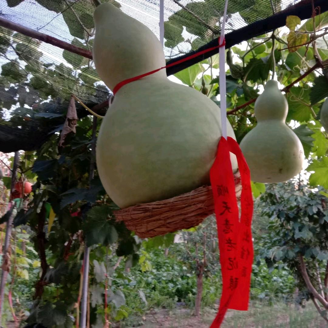 醉美农家园欢子