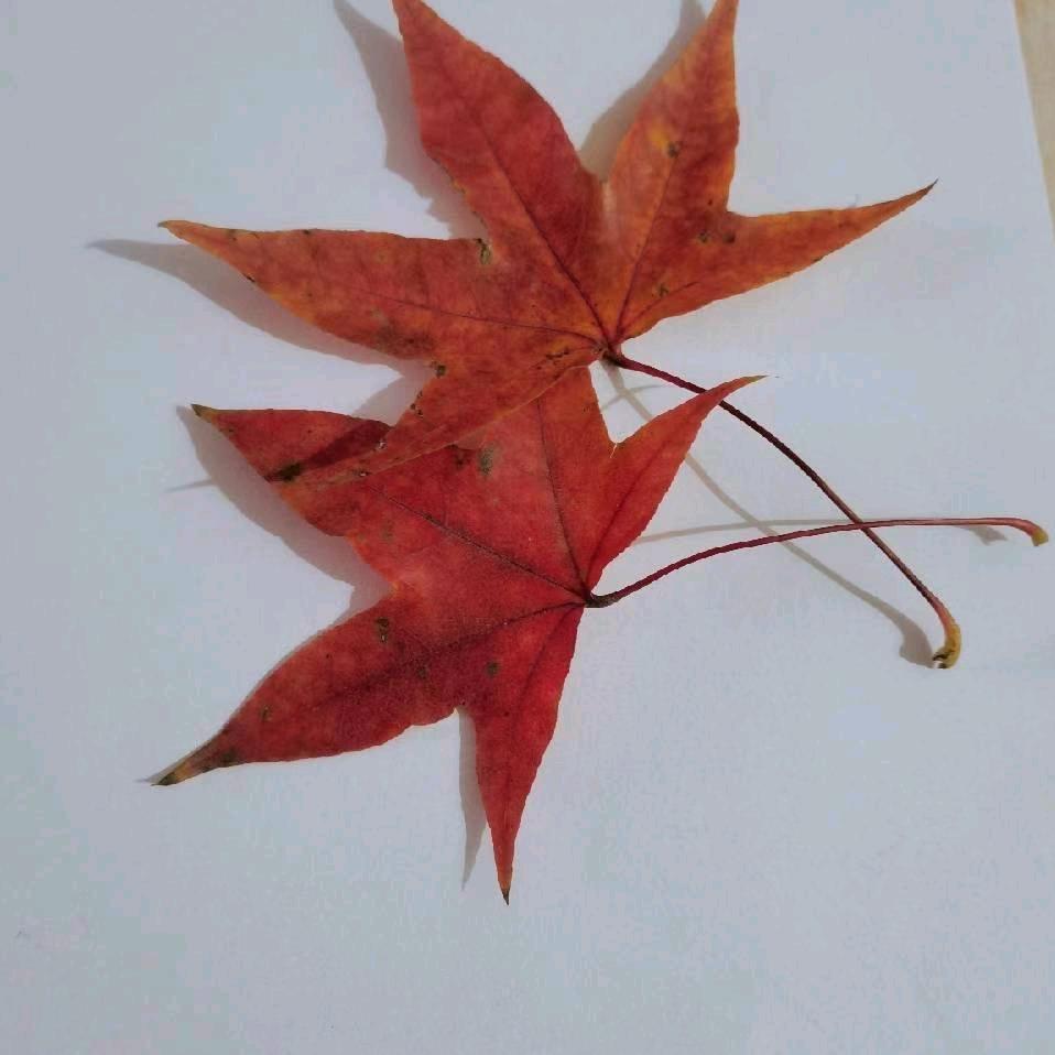 枫叶乒乓