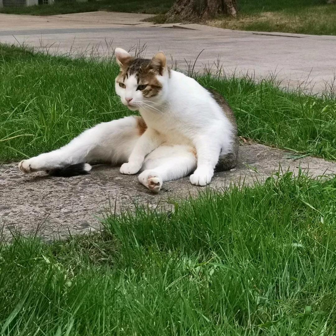 大力水手bobi
